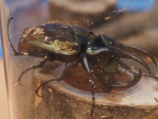 アトラスオオカブト