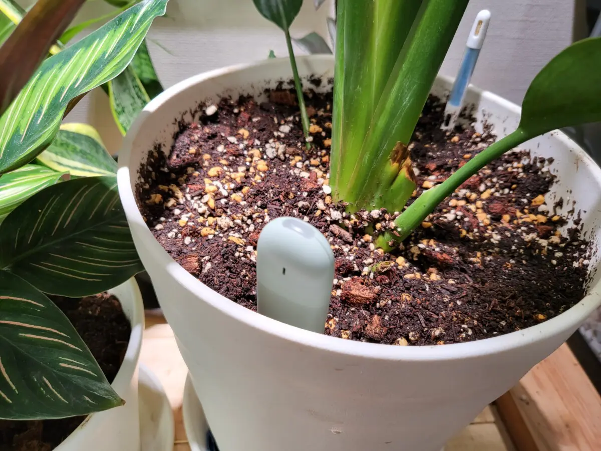 スマホ連携する植物用のスマート土壌センサー、意外と便利かもしれない